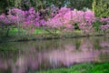 Flowering red bud trees reflecting on water at Morton Arboretum.
