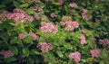 Flowering spring shrub of spirea pink