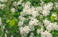 Flowering spring shrub of spirea white