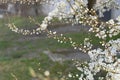 Flowering spring trees. spring buds bloomed. Beautiful floral spring abstract background of nature. Branches of blossoming cherry Royalty Free Stock Photo