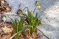 Flowering of springflower in spring in the early spring, germination of the first greens from under snow, Ukraine, Carpathians