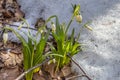 Flowering of springflower in spring in the early spring, germination of the first greens from under snow, Ukraine, Carpathians