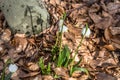 Flowering of springflower in spring in the early spring, germination of the first greens from under snow, Ukraine Carpathians