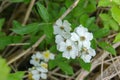 Flowering Spurge - Euphorbia corollata