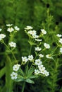 Flowering Spurge 39481