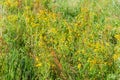 Flowering St John`s wort among motley grass