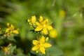 Flowering St John's wort Hypericum perforatum also known as Tipton's Weed, Chase-devil