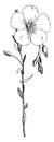 Flowering Stem of Common Flax vintage illustration