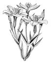 Flowering Stem of Erythraea Muhlenbergi vintage illustration