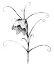 Flowering Stem of Fritillaria Verticillata Thunbergii vintage illustration