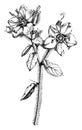 Flowering Stem of Hydrolea Spinosa vintage illustration