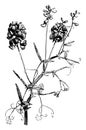 Flowering, Stem, Lathyrus, Sylvestris, flower vintage illustration