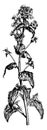 Flowering Stem of Lunaria Annua vintage illustration