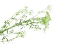 Flowering stem parsley`s with sparser leaves, flat-topped umbels and immature seeds Royalty Free Stock Photo