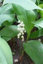 Flowering stem with raceme of flowers of Convallaria