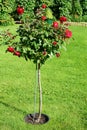 Flowering stem rose