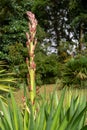 Flowering stem of a Spanish dagger, a species of yucca