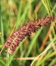 A flowering stem