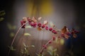 Flowering stems on a colorful background in the autumn forest.