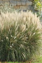 Flowering stems of a grass `Miscanthus sinensis`