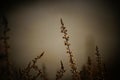 Flowering stems on a gray background in the dark climate.