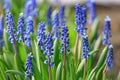 Flowering stems muscari or mouse hyacinth on a sunny spring day