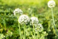 Flowering stems of onions onions flowers