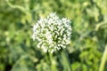 Flowering stems of onions onions flowers