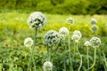 Flowering stems of onions onions flowers