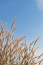 Flowering stems