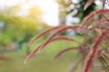 Flowering stems of ornamental fountain grass at sunrise