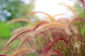 Flowering stems of ornamental fountain grass at sunset Royalty Free Stock Photo