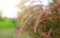 Flowering stems of ornamental fountain grass at sunset Royalty Free Stock Photo