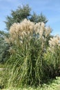 Flowering stems of a `Pampas grass`