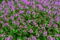 Flowering stems of thyme Royalty Free Stock Photo