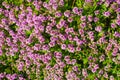 Flowering stems of thyme on a summer day outdoors. View from above