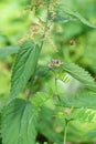 Flowering stinging nettle and cow vetch in alpine forest