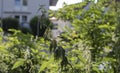 A flowering stinging nettle in morning sunlight