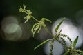 Flowering stinging nettle Urtica dioica as an abstract macro shot with very narrow depth of field against a dark bokeh