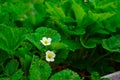 Flowering strawberries