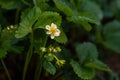 Flowering strawberries. White strawberry flowers in the garden.