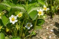 Flowering strawberry bush in the garden. Royalty Free Stock Photo