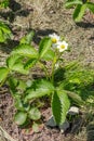 Flowering strawberry bush in the garden. Royalty Free Stock Photo