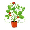 Flowering strawberry bush in pot. Vector illustration of garden strawberry isolated on white background. Berry plant in Royalty Free Stock Photo