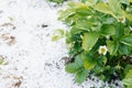 Flowering strawberry bushes, covered and damaged by summer hail Royalty Free Stock Photo