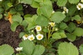 Flowering strawberry bushes at the garden in springtime Royalty Free Stock Photo