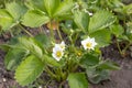 Flowering strawberry bushes in the garden in springtime Royalty Free Stock Photo