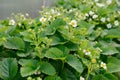 Flowering strawberry bushes with green leaves