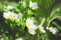 Flowering strawberry bushes in the spring garden. closeup, selective focus Royalty Free Stock Photo