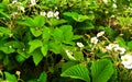 Flowering strawberry bushes Royalty Free Stock Photo